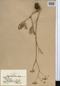 Ферула татарская Fisch. ex Spreng., Средняя Азия и Казахстан, Северный и Центральный Казахстан (M10) (Казахстан)