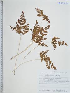 Голокучник иезский (Koidz.) Koidz., Сибирь, Дальний Восток (S6) (Россия)