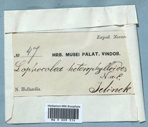 Lophocolea heterophylla (Schrad.) Dumort., Гербарий мохообразных, Мхи (без точных пунктов) (B0)