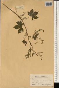 Humulus scandens (Lour.) Merr., Зарубежная Азия (ASIA) (КНР)