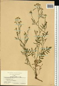 Жерушник лесной (L.) Besser, Восточная Европа, Центральный район (E4) (Россия)