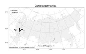 Genista germanica, Дрок германский L., Атлас флоры России (FLORUS) (Россия)