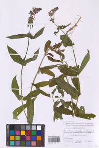 Чистец болотный L., Восточная Европа, Московская область и Москва (E4a) (Россия)