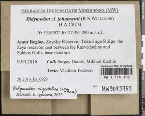 Didymodon rigidulus Hedw., Гербарий мохообразных, Мхи - Дальний Восток (без Чукотки и Камчатки) (B20) (Россия)