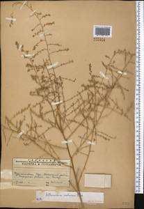Artemisia maritima subsp. maritima, Средняя Азия и Казахстан, Копетдаг, Бадхыз, Малый и Большой Балхан (M1) (Туркмения)