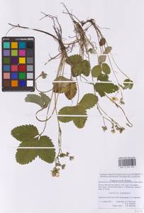 Земляника зеленая, Полуница Duchesne, Восточная Европа, Московская область и Москва (E4a) (Россия)