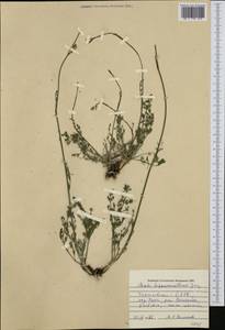 Hippomarathrum vulgare Borkh., Западная Европа (EUR) (Чехия)