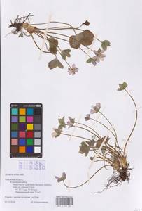 Печеночница благородная Schreb., Восточная Европа, Центральный район (E4) (Россия)