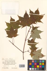 Клен моно, Клен мелколистный (Maxim.) H.Ohashi, Сибирь, Дальний Восток (S6) (Россия)