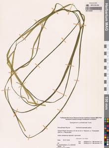 Sparganium × probatovae Tzvelev, Сибирь, Якутия (S5) (Россия)