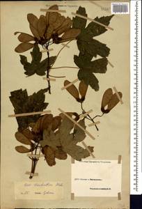 Acer heldreichii subsp. trautvetteri (Medvedev) A. E. Murray, Кавказ (без точных местонахождений) (K0)