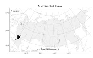 Artemisia hololeuca, Полынь беловойлочная M. Bieb. ex Besser, Атлас флоры России (FLORUS) (Россия)