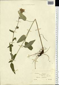 Колокольчик скученный, Колокольчик сборный L., Восточная Европа, Московская область и Москва (E4a) (Россия)