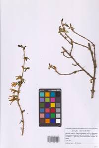 Forsythia × intermedia Zabel, Восточная Европа, Московская область и Москва (E4a) (Россия)