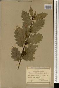 Quercus petraea subsp. polycarpa (Schur) Soó, Зарубежная Азия (ASIA) (Турция)