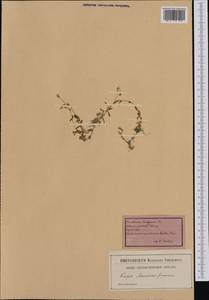 Диходон ясколковый (L.) Rchb., Западная Европа (EUR) (Швейцария)
