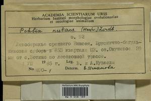 Pohlia nutans (Hedw.) Lindb., Гербарий мохообразных, Мхи - Красноярский край, Тыва и Хакасия (B17) (Россия)