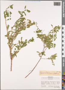 Spiraea crenata subsp. crenata, Восточная Европа, Нижневолжский район (E9) (Россия)