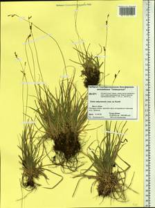 Осока сабинская (Less. ex Kunth) Kük., Сибирь, Центральная Сибирь (S3) (Россия)