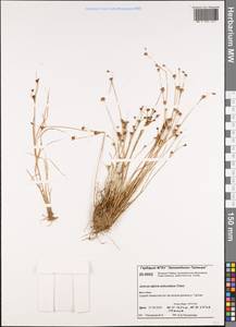 Juncus alpinoarticulatus subsp. rariflorus (Hartm.) Holub, Сибирь, Центральная Сибирь (S3) (Россия)