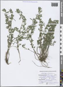 Medicago falcata subsp. falcata, Кавказ, Краснодарский край и Адыгея (K1a) (Россия)