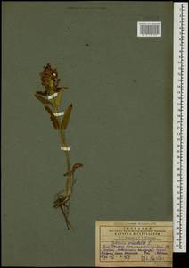 Stachys macrostachys (Wender.) Briq., Кавказ, Грузия (K4) (Грузия)