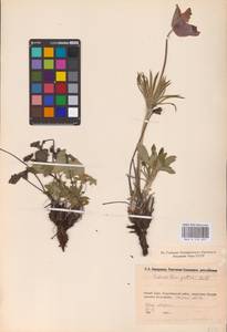 Прострел раскрытый, Сон-трава (L.) Mill., Восточная Европа, Восточный район (E10) (Россия)
