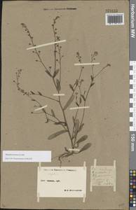 Незабудка полевая (L.) Hill, Восточная Европа, Московская область и Москва (E4a) (Россия)