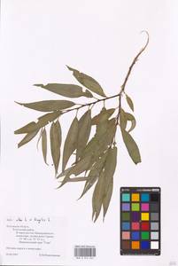 Salix alba × fragilis, Восточная Европа, Центральный район (E4) (Россия)