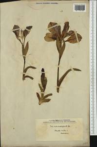 Iris suaveolens Boiss. & Reut., Западная Европа (EUR) (Северная Македония)