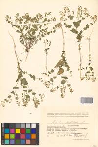 Клоповник пронзеннолистный L., Восточная Европа, Нижневолжский район (E9) (Россия)