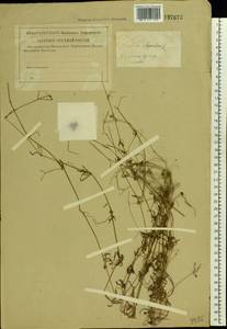Подмаренник цепкий L., Восточная Европа, Центральный лесной район (E5) (Россия)