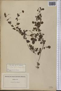 Lespedeza procumbens Michx., Америка (AMER) (США)