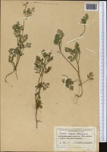 Прицепник широкоплодный L., Средняя Азия и Казахстан, Северный и Центральный Тянь-Шань (M4) (Казахстан)