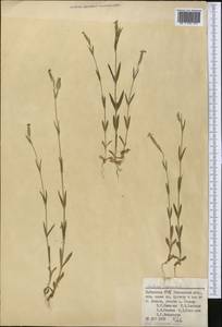 Silene conica subsp. conica, Средняя Азия и Казахстан, Памир и Памиро-Алай (M2) (Узбекистан)