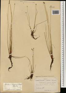 Болотница одночешуйная (Link) Schult., Монголия (MONG) (Монголия)