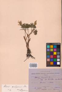 Горицвет волжский, Адонис волжский DC., Средняя Азия и Казахстан, Прикаспийский Устюрт и Северное Приаралье (M8) (Казахстан)