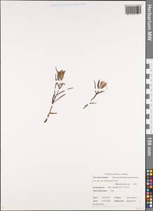 Кастиллея бледная (L.) Kunth, Сибирь, Чукотка и Камчатка (S7) (Россия)