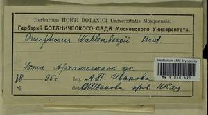 Brideliella wahlenbergii (Brid.) Fedosov, M. Stech & Ignatov, Гербарий мохообразных, Мхи - Архангельская и Вологодская области, Коми, Ненецкий АО (B7) (Россия)