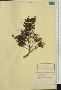 Thymelaea hirsuta (L.) Endl., Западная Европа (EUR) (Италия)