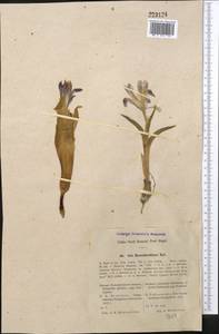 Iris rosenbachiana Regel, Средняя Азия и Казахстан, Сырдарьинские пустыни и Кызылкумы (M7) (Узбекистан)