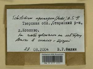 Schistidium apocarpum (Hedw.) Bruch & Schimp., Гербарий мохообразных, Мхи - Центральное Нечерноземье (B6) (Россия)