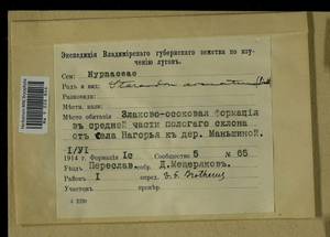 Calliergonella lindbergii (Mitt.) Hedenäs, Гербарий мохообразных, Мхи - Центральное Нечерноземье (B6) (Россия)