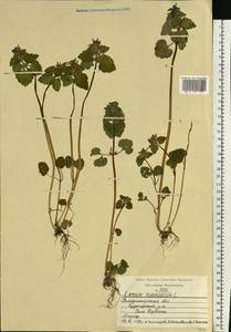 Яснотка пурпурная, Яснотка пурпуровая L., Восточная Европа, Центральный район (E4) (Россия)