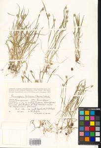 Мортук пшеничный (Gaertn.) Nevski, Восточная Европа, Восточный район (E10) (Россия)