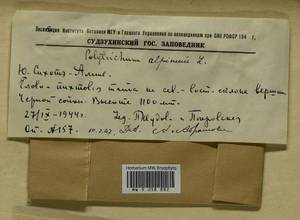 Polytrichastrum alpinum (Hedw.) G.L. Sm., Гербарий мохообразных, Мхи - Дальний Восток (без Чукотки и Камчатки) (B20) (Россия)