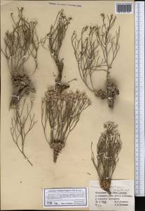 Limonium kaschgaricum (Rupr.) Ikonn.-Gal., Средняя Азия и Казахстан, Северный и Центральный Тянь-Шань (M4) (Киргизия)