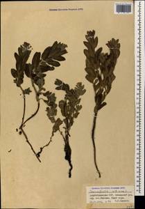 Heliotropium sibiricum (L.) J.I.M.Melo, Кавказ, Азербайджан (K6) (Азербайджан)