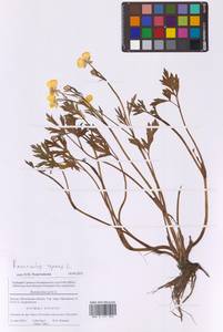 Лютик ползучий L., Восточная Европа, Московская область и Москва (E4a) (Россия)