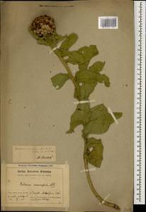 Василек крупноголовчатый Muss. Puschk. ex Willd., Кавказ, Армения (K5) (Армения)